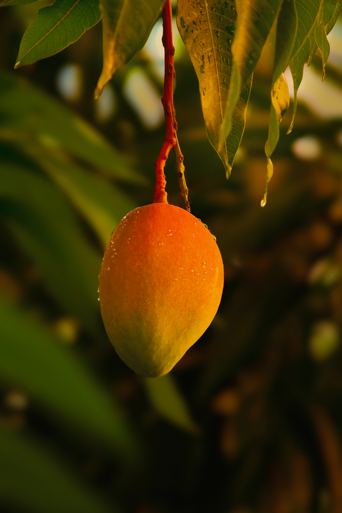 Elegant Guava Mango 12.7 oz Body Scrub