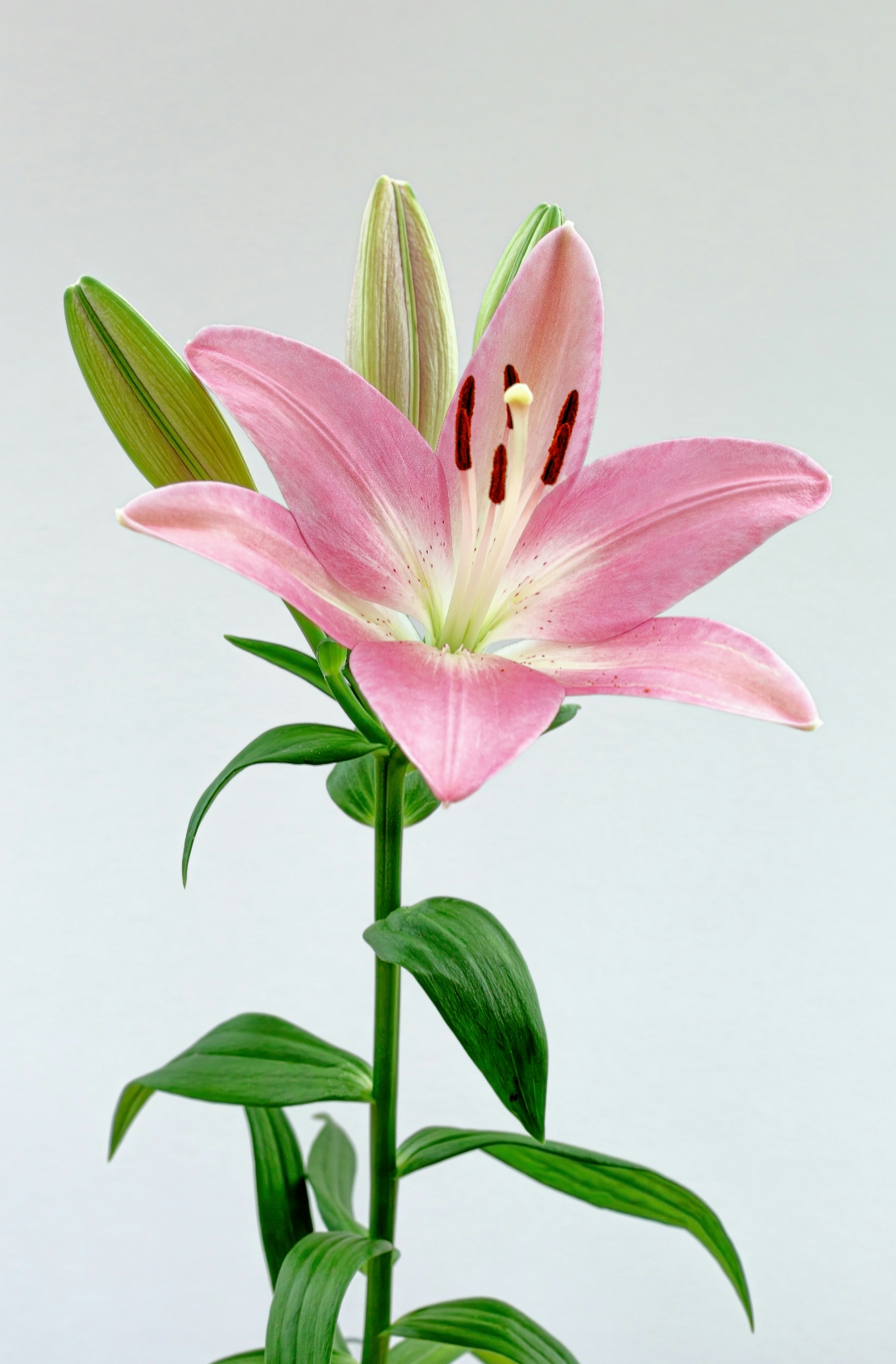 Elegant Peony & Lily 100 ml Eau de Toilette