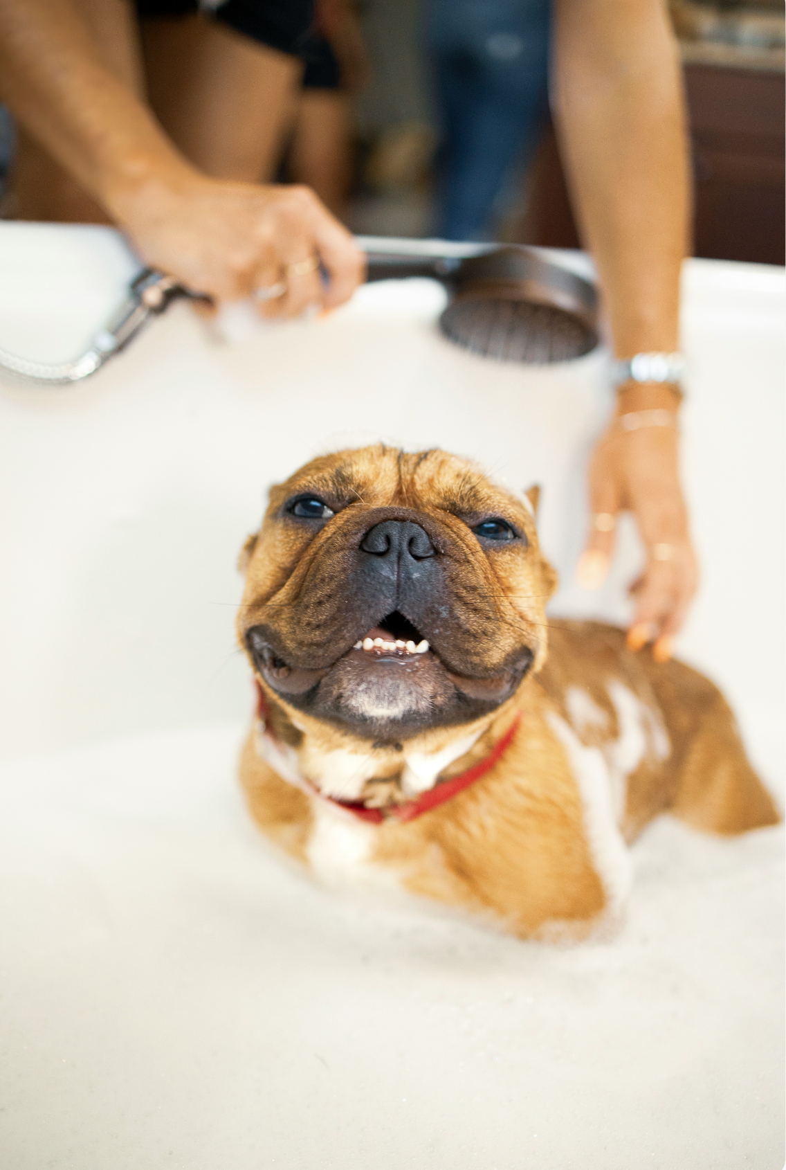 Elegant Sand + Paws Pet Shampoo & Conditioner - Sweet Honey