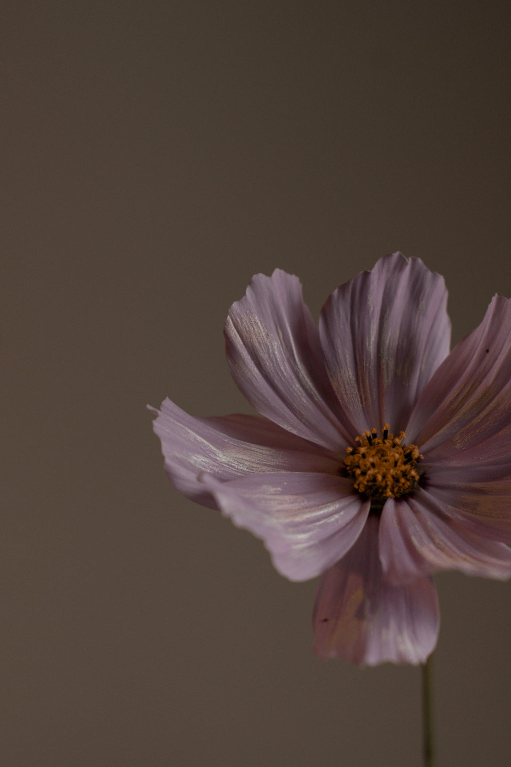 Natural Violet Sandalwood Body Lotion
